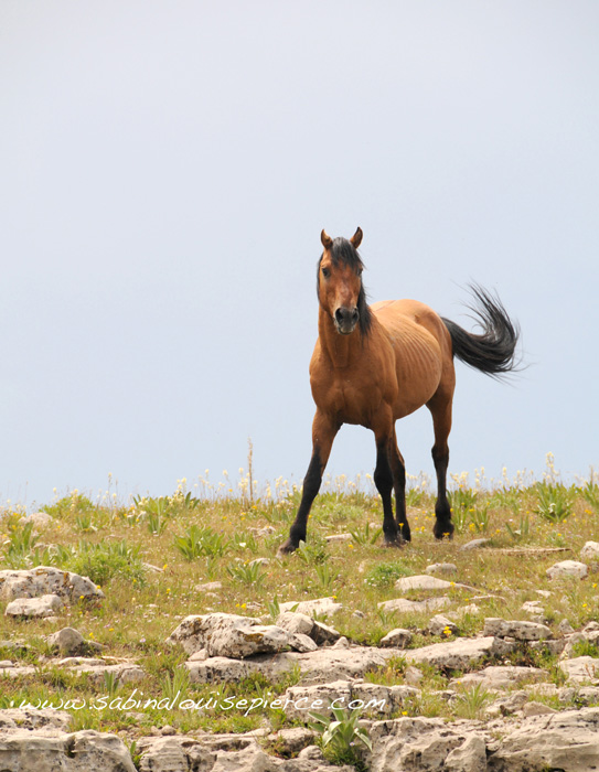 mustang horse facts. life mustang horses